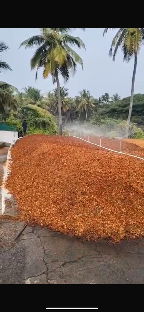 Washed coir fibre and pith piled at the yard