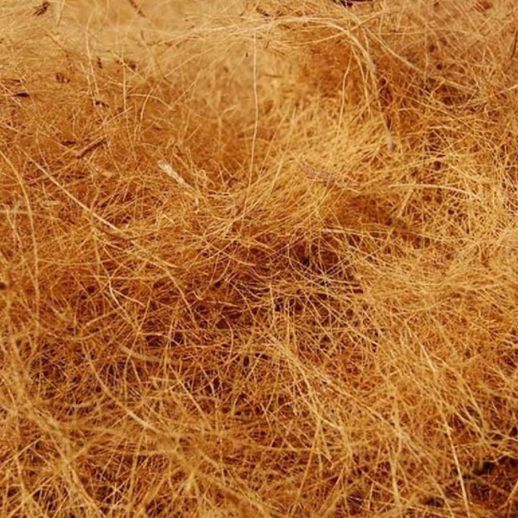 Coir Fibre