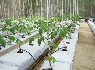 Coir Grow Bags